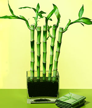  �i�ek yolla Eryaman 14 �ubat sevgililer g�n� �i�ek  Good Harmony Lucky Bamboo camda