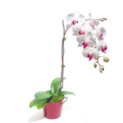  Eryamandaki iekiler kaliteli taze ve ucuz iekler  Saksida orkide