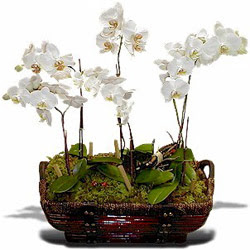  Eryaman nternetten iek siparii  Sepet ierisinde saksi canli 3 adet orkide