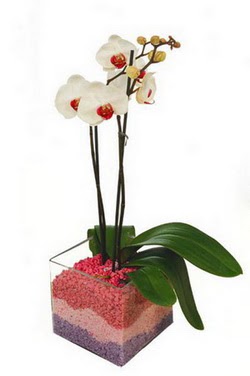  Ankara Eryaman hediye sevgilime hediye iek  tek dal cam yada mika vazo ierisinde orkide