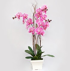  Eryaman iek sat anneler gn iek yolla  2 adet orkide - 2 dal orkide
