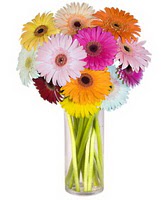  Eryaman Ankara ucuz �i�ek g�nder  Farkli renklerde 15 adet gerbera �i�egi