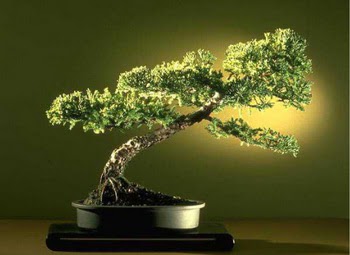 ithal bonsai saksi �i�egi  Ankara Eryaman �i�ek sat��� �i�ek sipari�i 