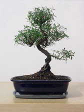 ithal bonsai saksi �i�egi  ankara �i�ek�i Eryaman �i�ek�i ma�azas� 