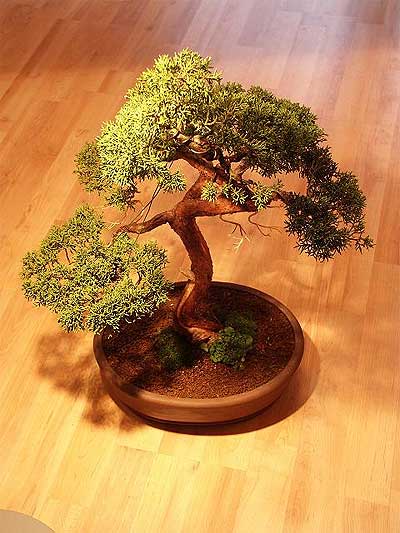 ithal bonsai saksi iegi  Eryaman ieki ankaraya iek yolla iekiler 