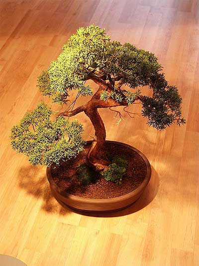 ithal bonsai saksi �i�egi  Eryaman �i�ek�i ankaraya �i�ek yolla �i�ek�iler 