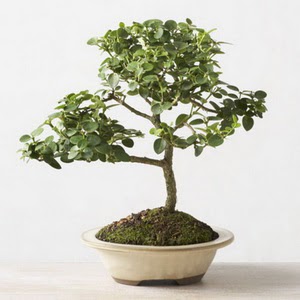 ithal bonsai saksi iegi  Eryaman ankara  iek siparii sitesi 