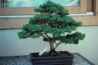 ithal bonsai saksi iegi  Eryaman iekiler iek online iek siparii 