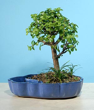 ithal bonsai saksi �i�egi  Eryaman �i�ek sipari�i hediye �i�ek yolla 
