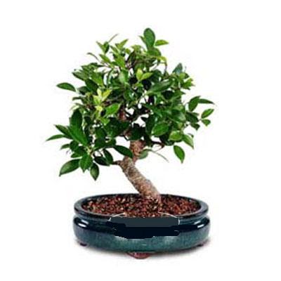 ithal bonsai saksi �i�egi  Eryaman �i�ek�i telefonlar� eryaman �i�ek 