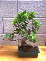 ithal bonsai saksi iegi  iek siparii Eryaman uluslararas iek gnderme 