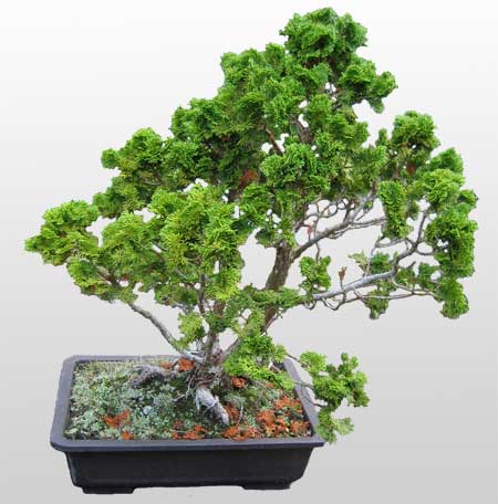 ithal bonsai saksi �i�egi  Eryaman �i�ek yolla , �i�ek g�nder , �i�ek�i  