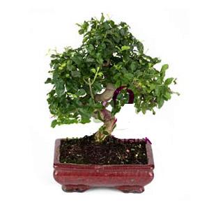ithal bonsai saksi �i�egi  �i�ek yolla Eryaman 14 �ubat sevgililer g�n� �i�ek 