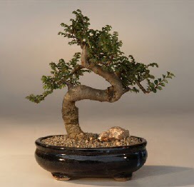 ithal bonsai saksi iegi  Eryaman iekiler iek online iek siparii 