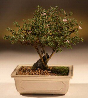 ithal bonsai saksi �i�egi  Eryaman �i�ek�i ankaraya �i�ek yolla �i�ek�iler 