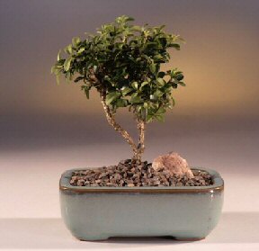  Eryaman online �i�ek�i , �i�ek sipari�i  ithal bonsai saksi �i�egi  Eryaman �i�ek�i  �i�ek , �i�ek�i , �i�ek�ilik 