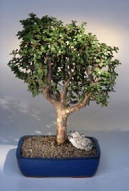  Eryamandaki �i�ek�iler kaliteli taze ve ucuz �i�ekler  ithal bonsai saksi �i�egi  Eryaman �i�ek sipari�i hediye �i�ek yolla 