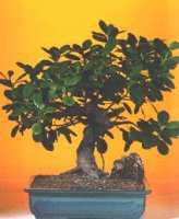  Eryaman �i�ek g�venli kaliteli h�zl� �i�ek  ithal bonsai saksi �i�egi  Eryaman Ankara ucuz �i�ek g�nder 