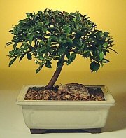  Ankara Eryaman �i�ek yolla  ithal bonsai saksi �i�egi  Eryaman �i�ek g�nder �i�ek servisi , �i�ek�i adresleri 