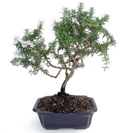 ithal bonsai saksi �i�egi  Eryaman �i�ek g�venli kaliteli h�zl� �i�ek 