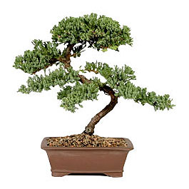 ithal bonsai saksi iegi  Ankara Eryaman yurtii ve yurtd iek siparii 