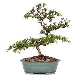  Eryaman �i�ek yolla , �i�ek g�nder , �i�ek�i   ithal bonsai saksi �i�egi  Ankara Eryaman yurti�i ve yurtd��� �i�ek sipari�i 