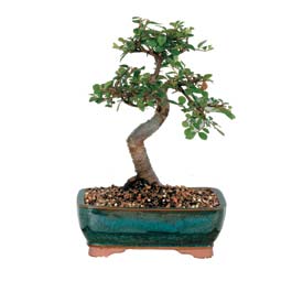  Eryaman iek gnderme online ieki  ithal bonsai saksi iegi  Ankara Eryaman yurtii ve yurtd iek siparii 