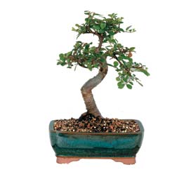  Eryaman �i�ek g�nderme online �i�ek�i  ithal bonsai saksi �i�egi  Ankara Eryaman yurti�i ve yurtd��� �i�ek sipari�i 