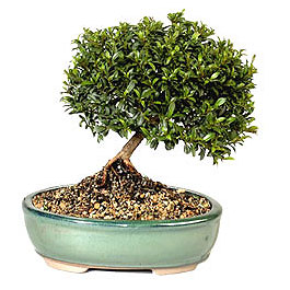  Eryaman �i�ek sat��� anneler g�n� �i�ek yolla  ithal bonsai saksi �i�egi  �i�ek sipari�i Eryaman uluslararas� �i�ek g�nderme 