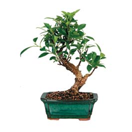 Eryaman �i�ek�i telefonlar� eryaman �i�ek  ithal bonsai saksi �i�egi  Eryaman ankara  �i�ek sipari�i sitesi 