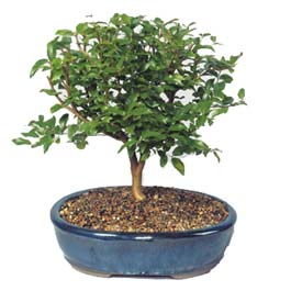  Ankara Eryaman �i�ek sat��� �i�ek sipari�i  ithal bonsai saksi �i�egi  Eryaman Ankara �i�ek�i online �i�ek g�nderme sipari� 