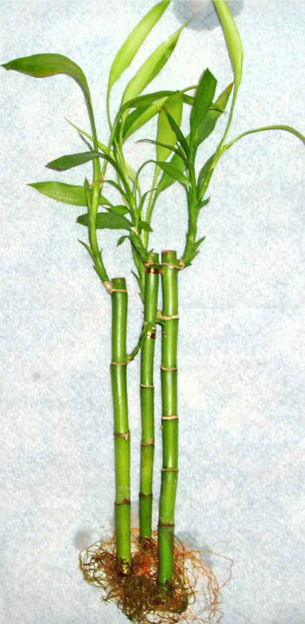 Lucky Bamboo 3 adet vazo hediye edilir   Eryaman iek gnder iek servisi , ieki adresleri 