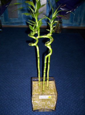 Lucky Bamboo 3 adet saksi �i�egi  Eryaman �i�ek sat��� anneler g�n� �i�ek yolla 