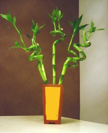 Lucky Bamboo 5 adet vazo i�erisinde  Eryaman �i�ek�i  �i�ek , �i�ek�i , �i�ek�ilik 