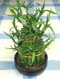 Lucky Bamboo sans melegi �i�egi  Eryaman �i�ek sipari�i hediye �i�ek yolla 