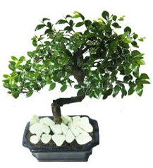9 yasinda Bonsai agaci  �i�ek�i Eryaman cicekciler , cicek siparisi 
