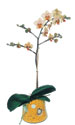  Ankara Eryaman �i�ek ma�azas� , �i�ek�i adresleri  Phalaenopsis Orkide ithal kalite