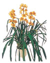  Eryaman �i�ek sipari�i hediye �i�ek yolla  Orchiede ithal b�y�k boy saksi