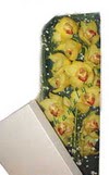  Eryamandaki �i�ek�iler kaliteli taze ve ucuz �i�ekler  Kutu i�erisine dal cymbidium orkide