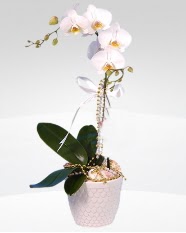 1 dall orkide saks iei  Eryaman Ankara ieki online iek gnderme sipari 