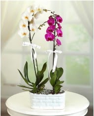 1 dal beyaz 1 dal mor yerli orkide saksda  Eryaman ankaradaki internetten iek siparii 