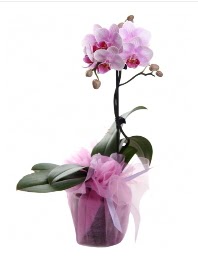 1 dal pembe orkide saks iei  Eryaman ankaraya iek internetten iek sat 