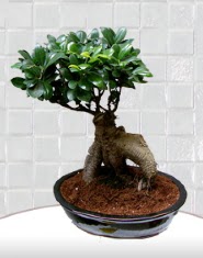 saks iei japon aac bonsai  Eryaman ankaraya iek internetten iek sat 