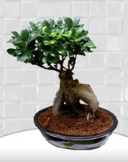 saks� �i�e�i japon a�ac� bonsai  Eryaman ankaraya �i�ek internetten �i�ek sat��� 