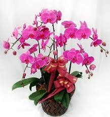 6 Dall mor orkide iei  iek yolla Eryaman 14 ubat sevgililer gn iek 