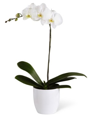 1 dall beyaz orkide  Eryaman iekiler iek online iek siparii 