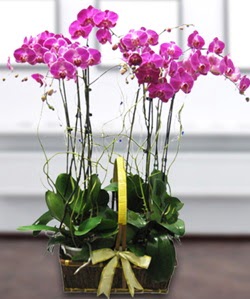 4 dall mor orkide  Ankara Eryaman iek siparii vermek 