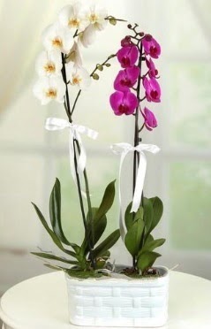 1 mor 1 dal beyaz thal orkide sepet ierisinde  Eryaman ieki ankaraya iek yolla iekiler 