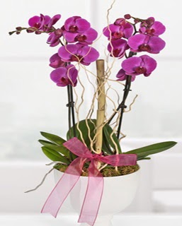 2 dall nmor orkide  iek yolla Eryaman 14 ubat sevgililer gn iek 