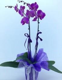 2 dall mor orkide  Eryaman ankaraya iek internetten iek sat 